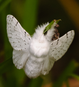 Dot-lined white moth -Artace cribrarius